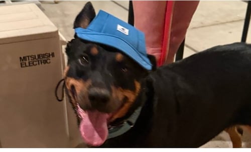OBI - Rottweiler available for adoption