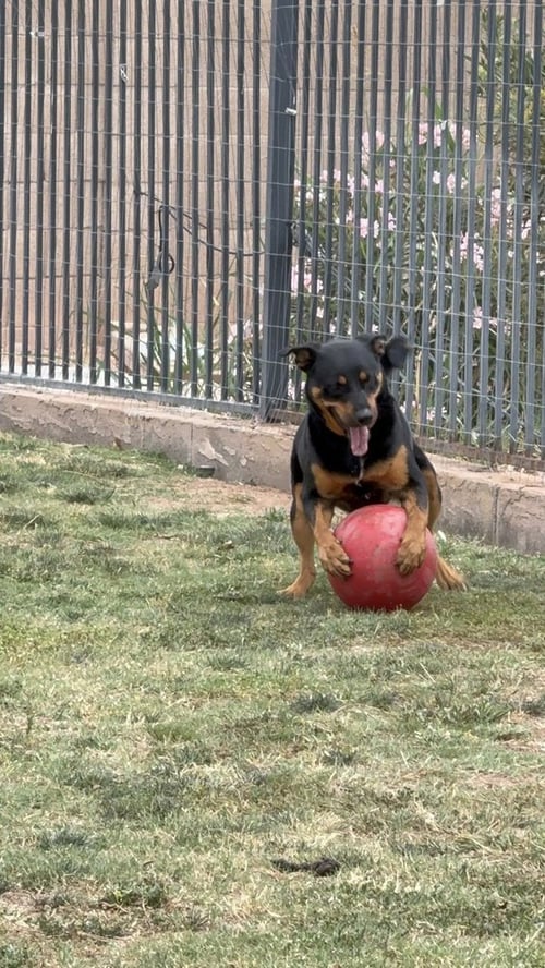 OBI - Rottweiler available for adoption