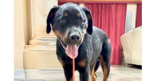 PORTER - Rottweiler available for adoption