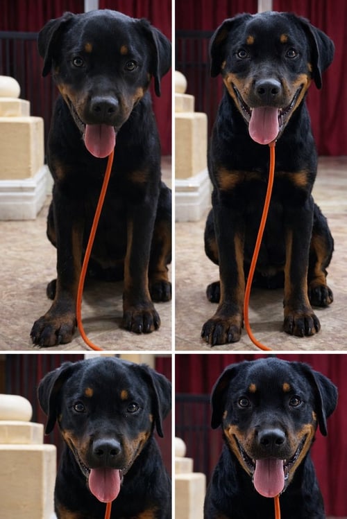 PORTER - Rottweiler available for adoption