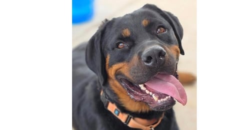 WAVEY - Rottweiler available for adoption