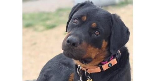 WAVEY - Rottweiler available for adoption