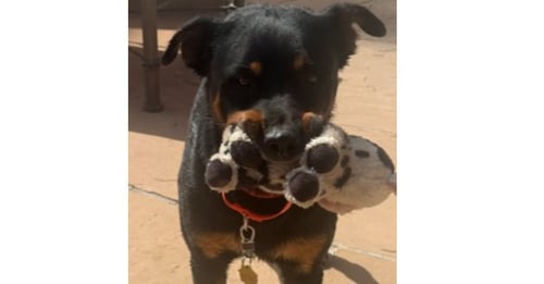 CUPCAKE - Rottweiler available for adoption