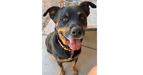 CUPCAKE - Rottweiler available for adoption