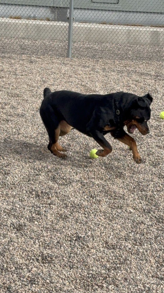 MYSTIQUE - Rottweiler available for adoption