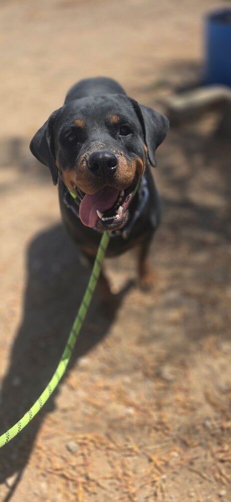 COCO - Rottweiler available for adoption