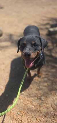 Coco - Photo 4