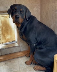 Coco - Photo 3