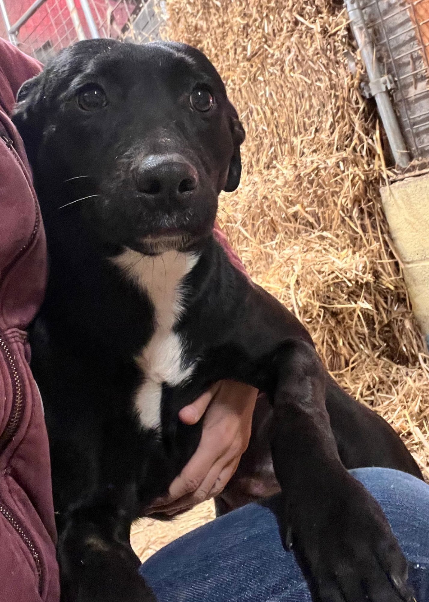 EVIE - American Staffordshire Terrier available for adoption