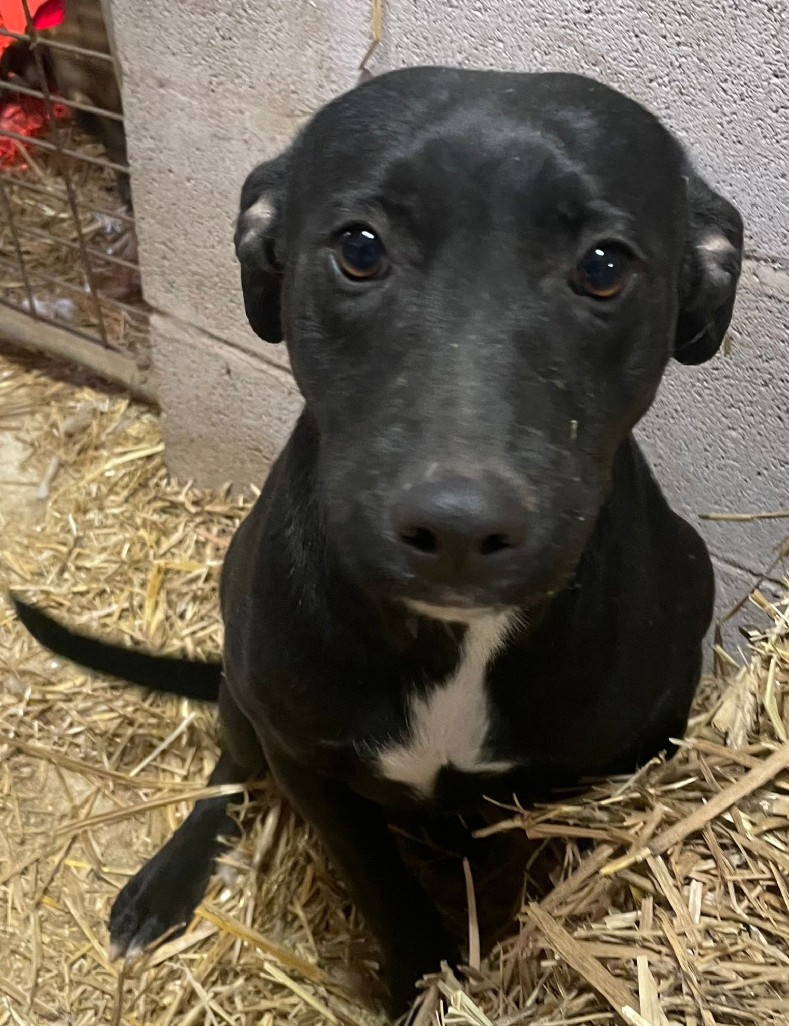 EVIE - American Staffordshire Terrier available for adoption