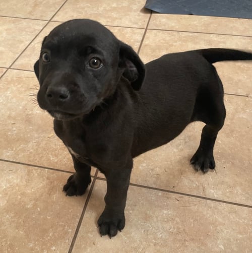 HOUSTON - Catahoula Leopard Dog available for adoption