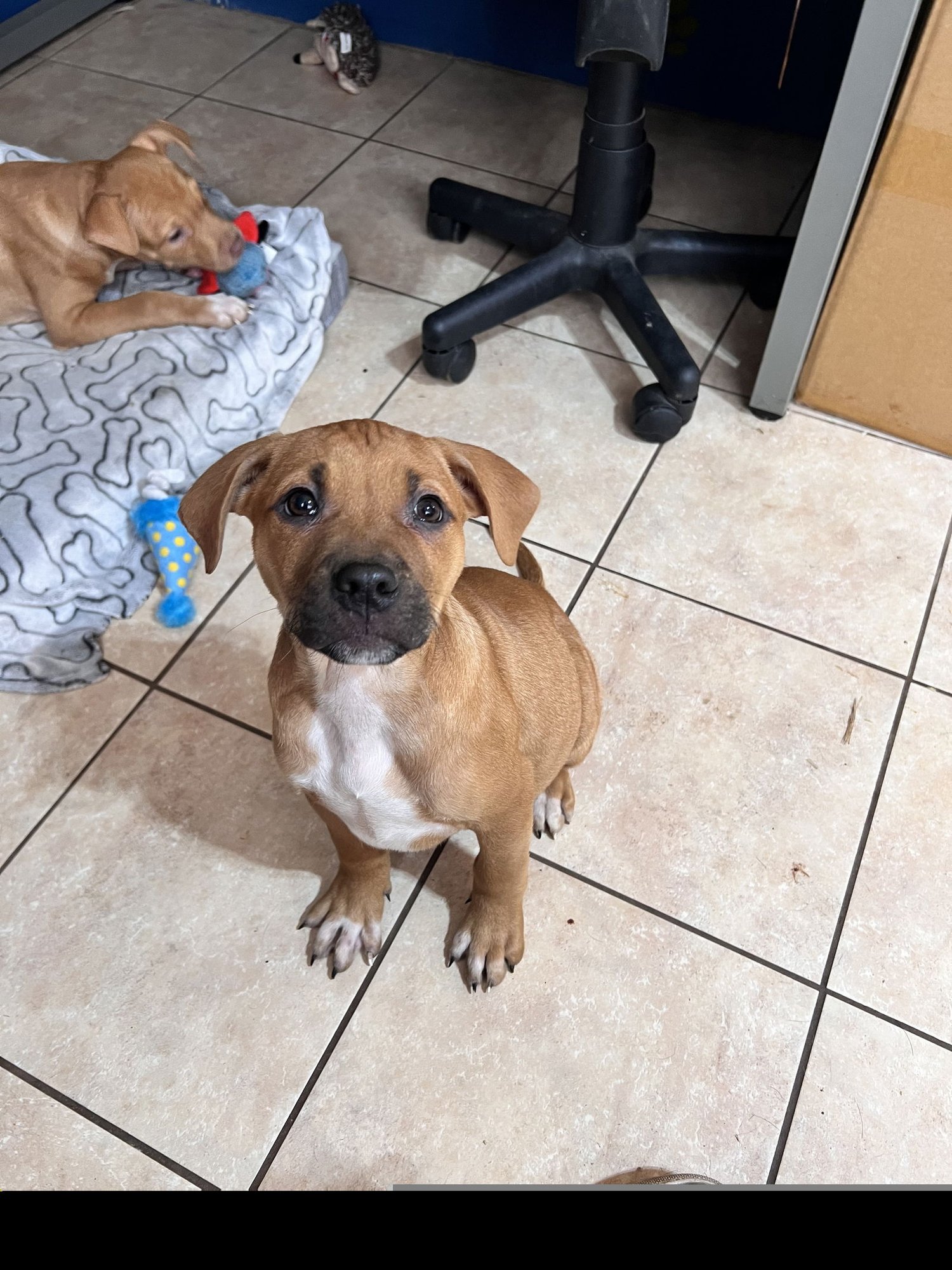 JUMBO - Hound / Labrador Retriever available for adoption