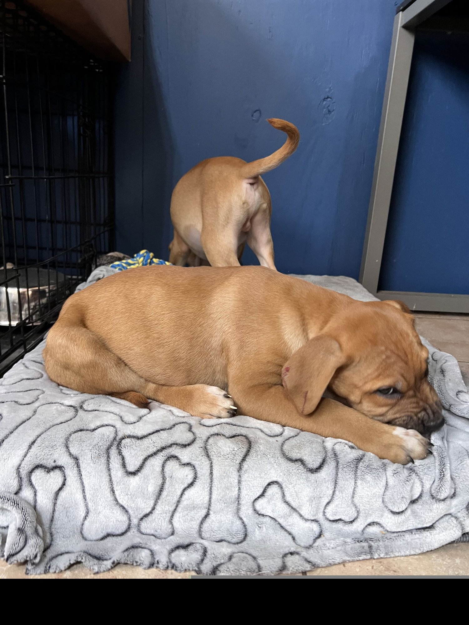 JUMBO - Hound / Labrador Retriever available for adoption
