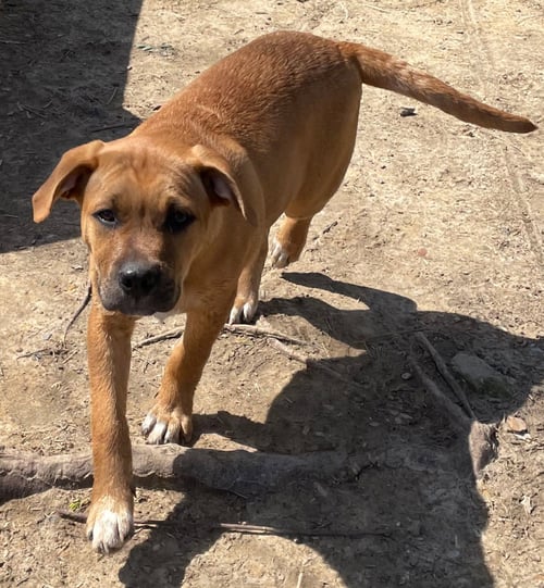 JUMBO - Hound / Labrador Retriever available for adoption