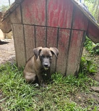 Nox - Photo 2