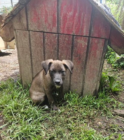 NOX - Shepherd available for adoption