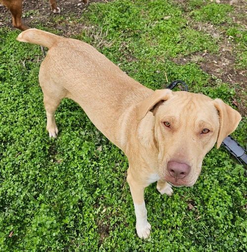 CADE - Labrador Retriever / Boxer available for adoption