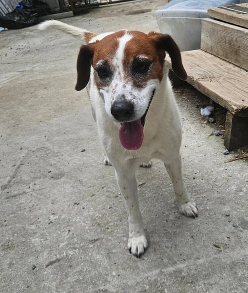 HEIDI - Hound / Beagle available for adoption