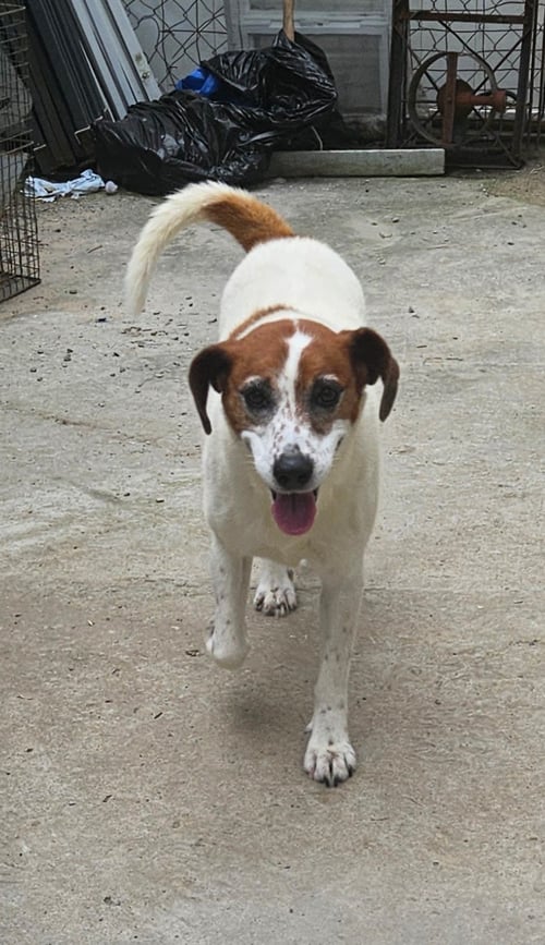 HEIDI - Hound / Beagle available for adoption