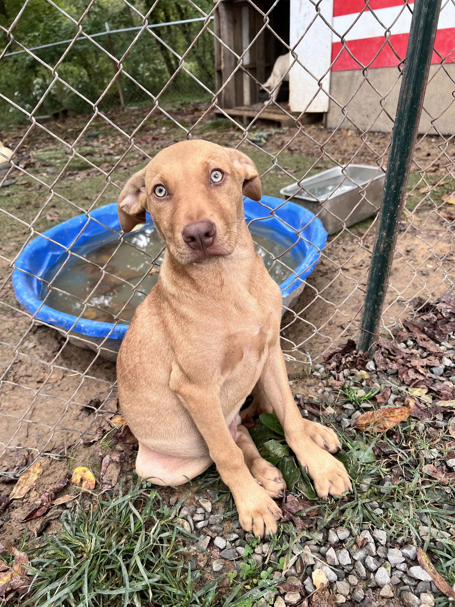 WOODY - Labrador Retriever for adoption in Chattanooga