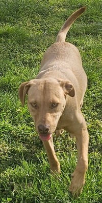 Woody - Photo 3