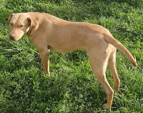 WOODY - Labrador Retriever available for adoption
