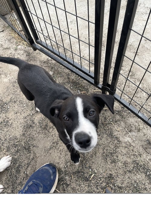SUNNY - Border Collie available for adoption