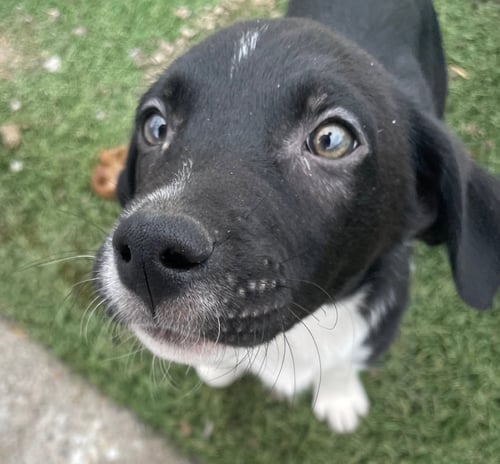 SAMMY - Border Collie available for adoption