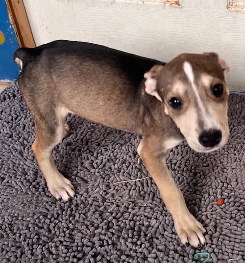 THUNDER - American Staffordshire Terrier / Cattle Dog available for adoption