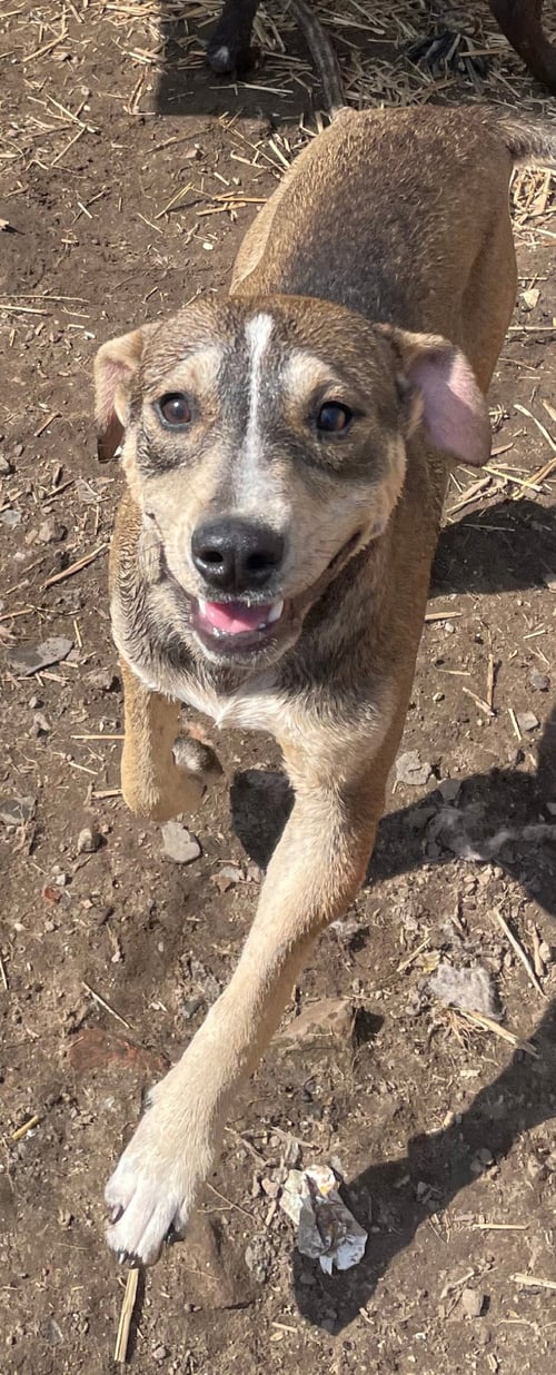 THUNDER - American Staffordshire Terrier / Cattle Dog available for adoption