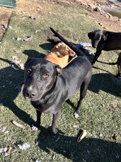 JOSIE - Staffordshire Bull Terrier available for adoption