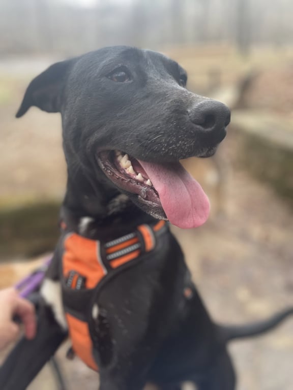 Josie Image
