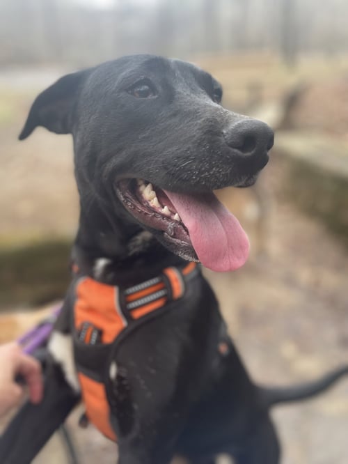JOSIE - Staffordshire Bull Terrier available for adoption