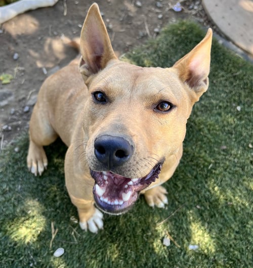 DAISY - Carolina Dog / Staffordshire Bull Terrier available for adoption