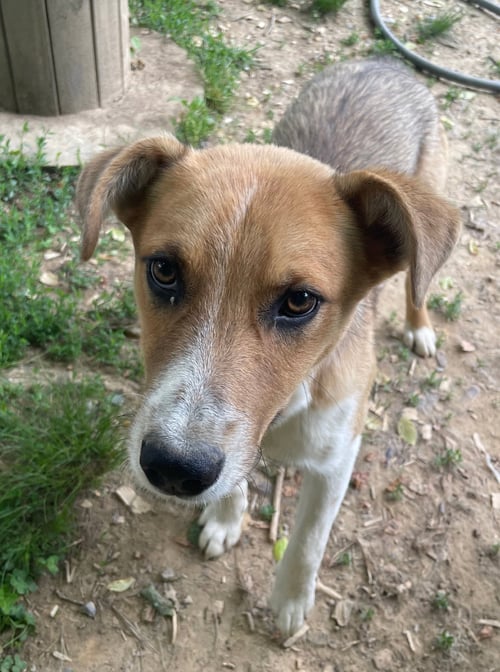 FRITZ - Cattle Dog available for adoption
