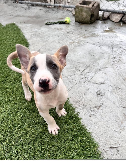 FOX - Terrier available for adoption