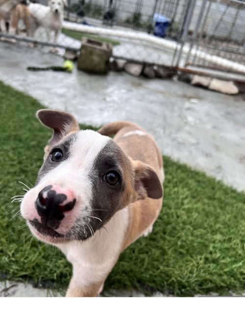 FOX - Terrier available for adoption