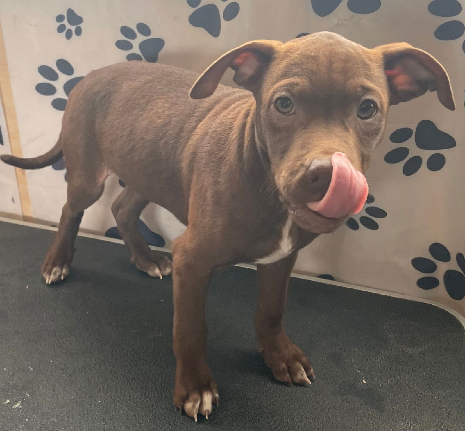 JAVA - Hound / Labrador Retriever available for adoption