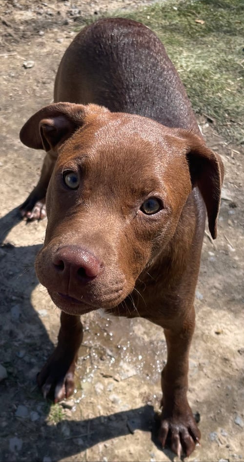 JAVA - Hound / Labrador Retriever available for adoption