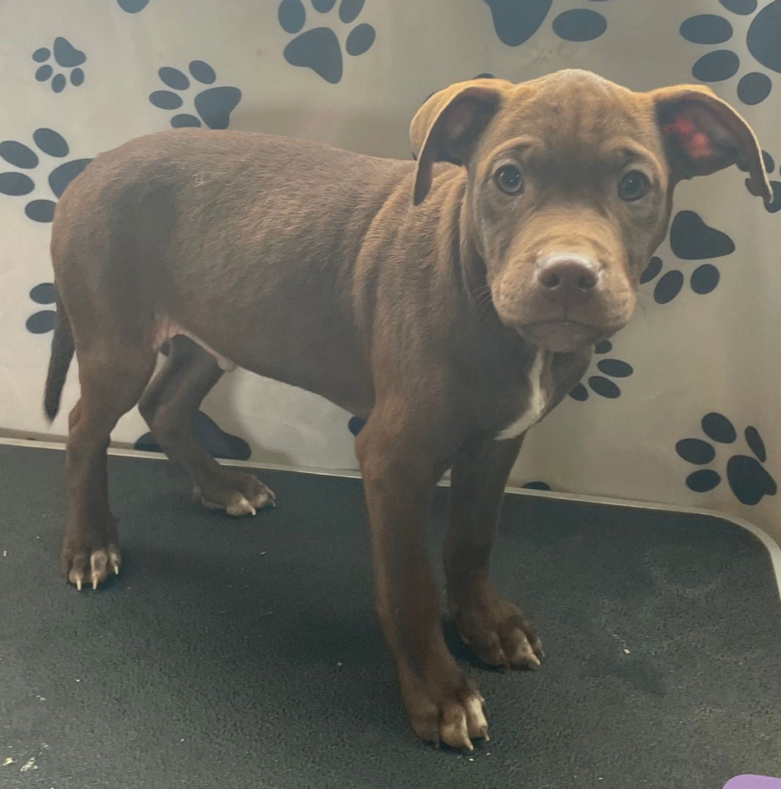 JAVA - Hound / Labrador Retriever available for adoption