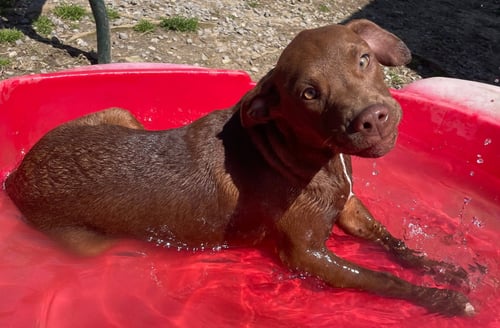 JAVA - Hound / Labrador Retriever available for adoption