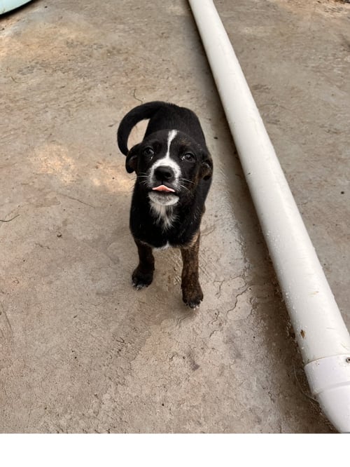 NELLIE - Terrier / Hound available for adoption