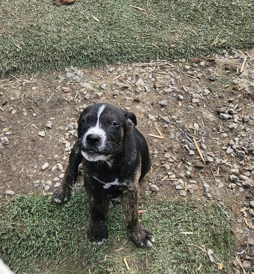NELLIE - Terrier / Hound available for adoption
