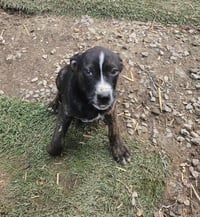 Nellie - Photo 3