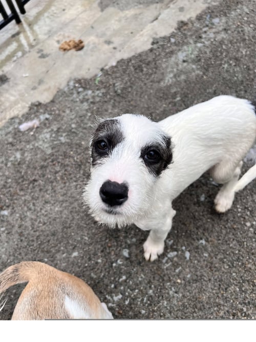 BLOSSOM - Terrier available for adoption