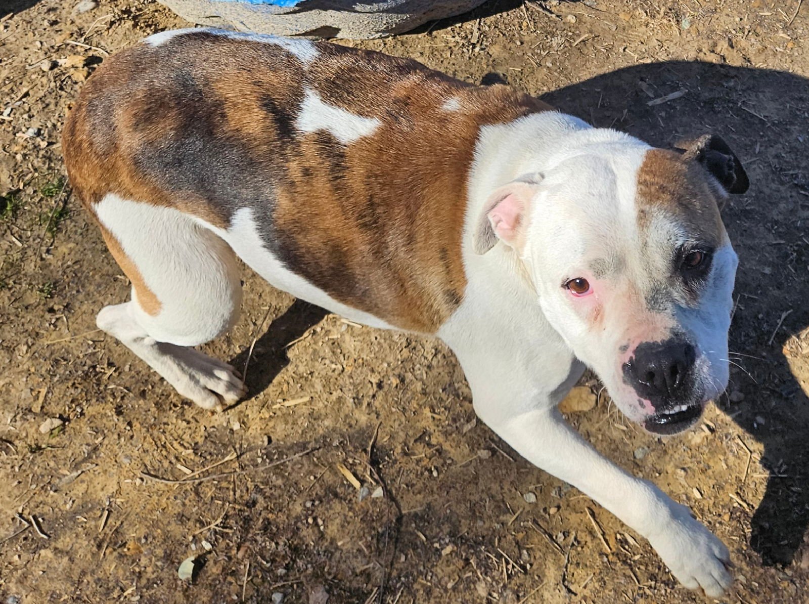 ATHENA - Bull Terrier / Boxer for adoption in Chattanooga