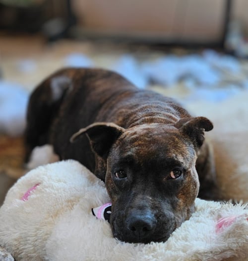 EMBER - Staffordshire Bull Terrier available for adoption