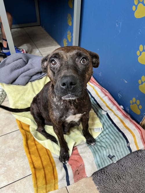 EMBER - Staffordshire Bull Terrier available for adoption