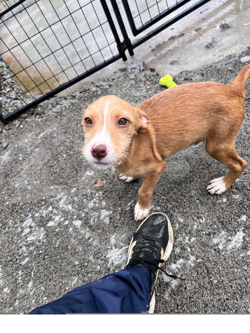 BUTTERS - Terrier available for adoption