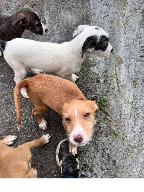 BUTTERS - Terrier available for adoption